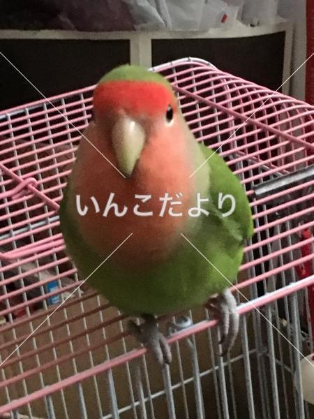 迷い鳥の写真