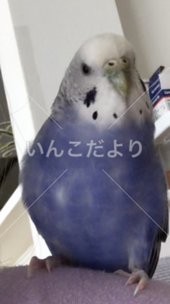 迷い鳥の写真