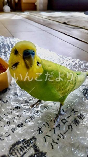 保護鳥の写真