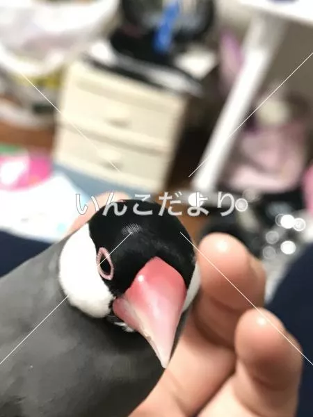 迷い鳥の写真