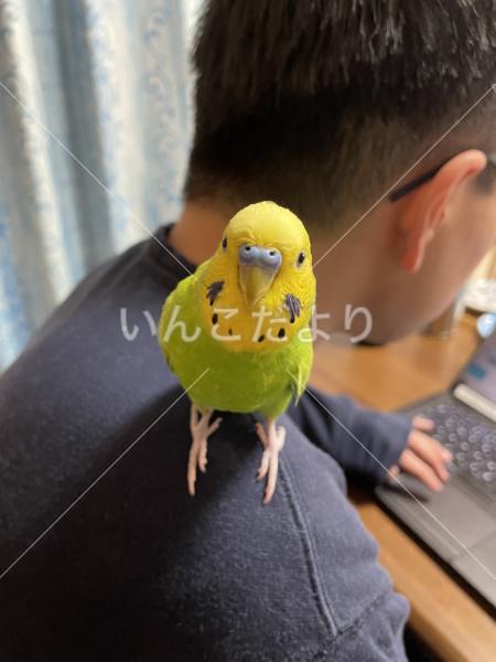 迷い鳥の写真
