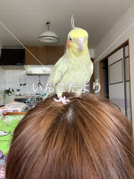 迷い鳥の写真