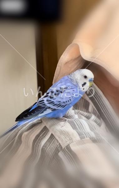 迷い鳥の写真