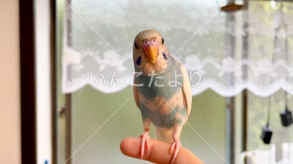 迷い鳥の写真