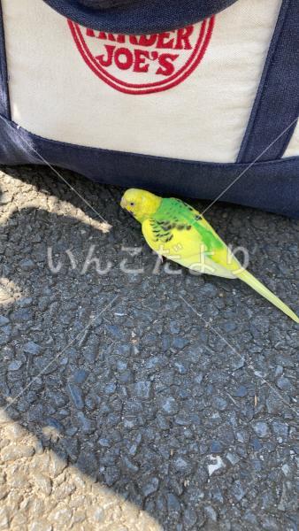 保護鳥の写真
