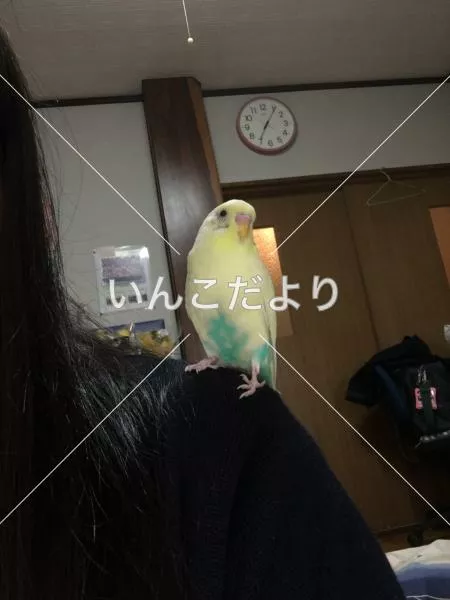 保護鳥の写真