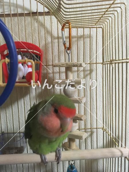 迷い鳥の写真