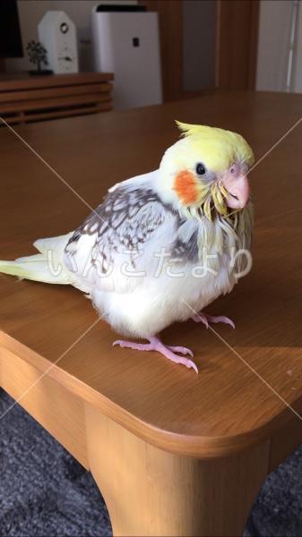 迷い鳥の写真