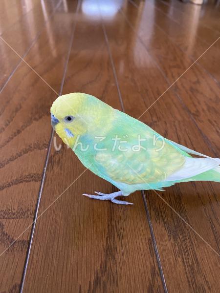 迷い鳥の写真