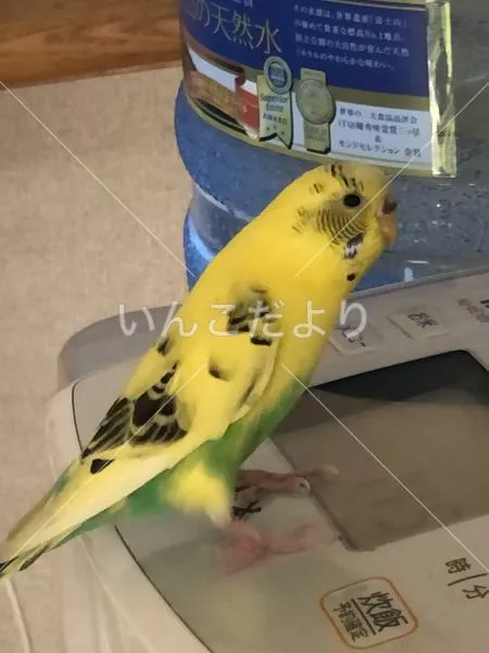 保護鳥の写真