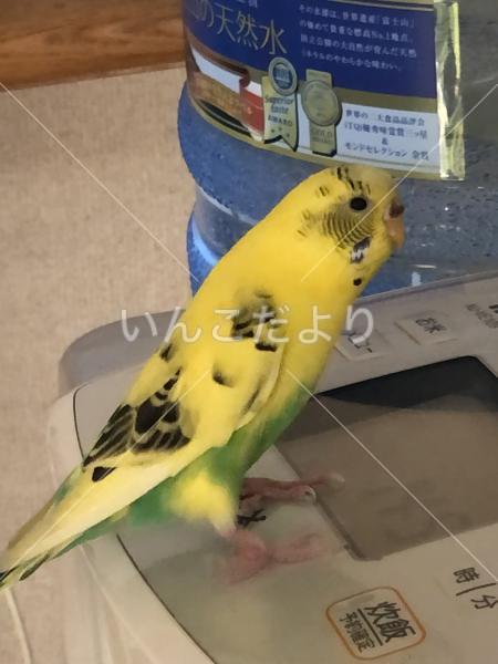 保護鳥の写真