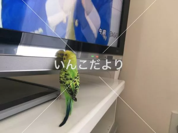 迷い鳥の写真