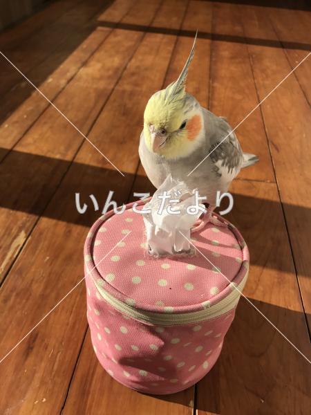 迷い鳥の写真