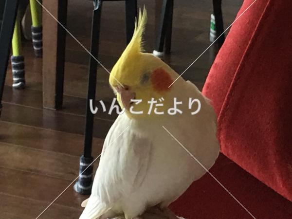迷い鳥の写真