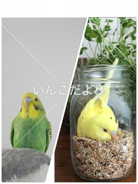 迷い鳥の写真