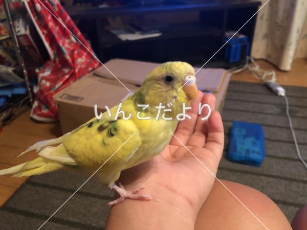 迷い鳥の写真