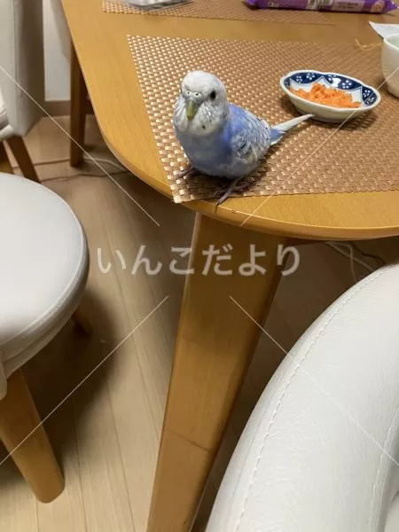 保護鳥の写真