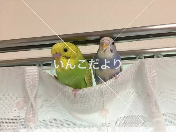 迷い鳥の写真