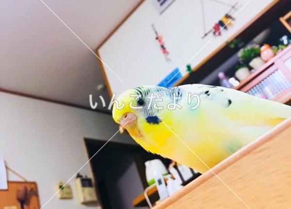 迷い鳥の写真