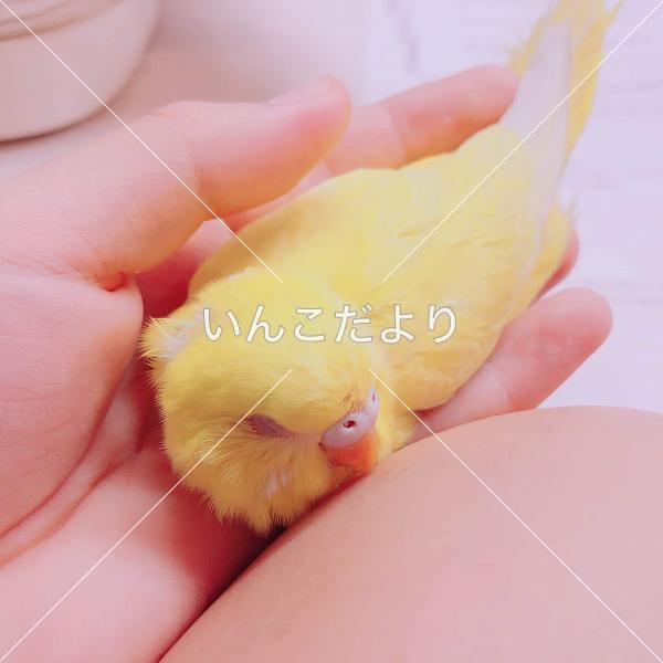 迷い鳥の写真
