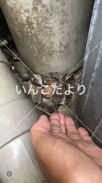 保護鳥の写真