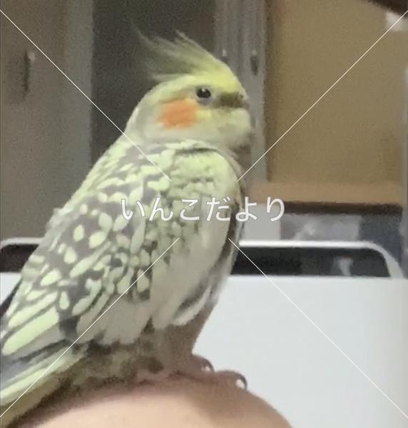 迷い鳥の写真