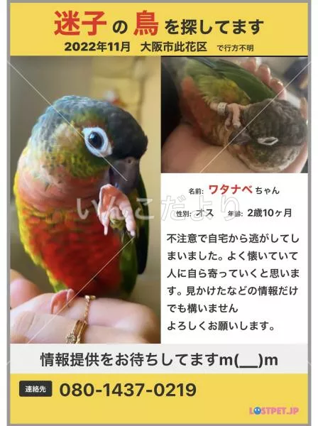 迷い鳥の写真