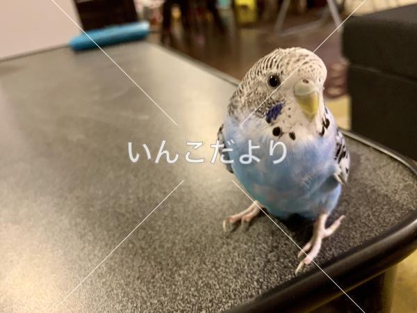 迷い鳥の写真