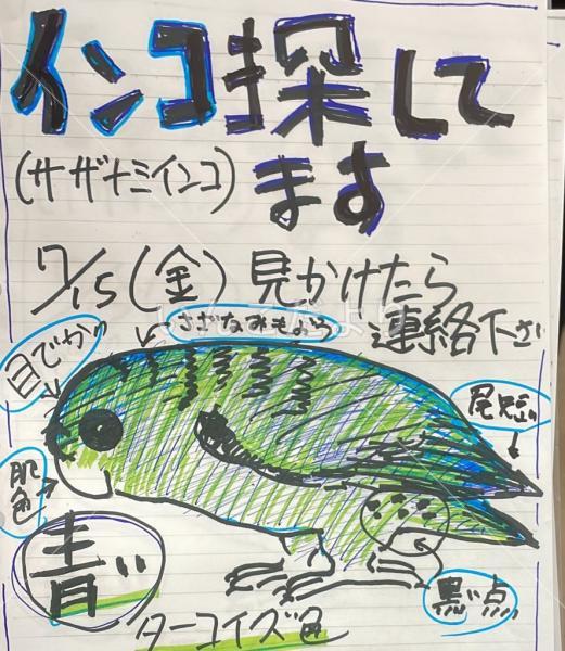 迷い鳥の写真