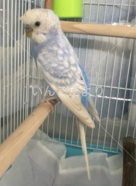 保護鳥の写真