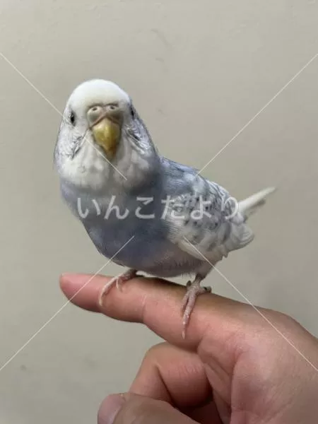 保護鳥の写真