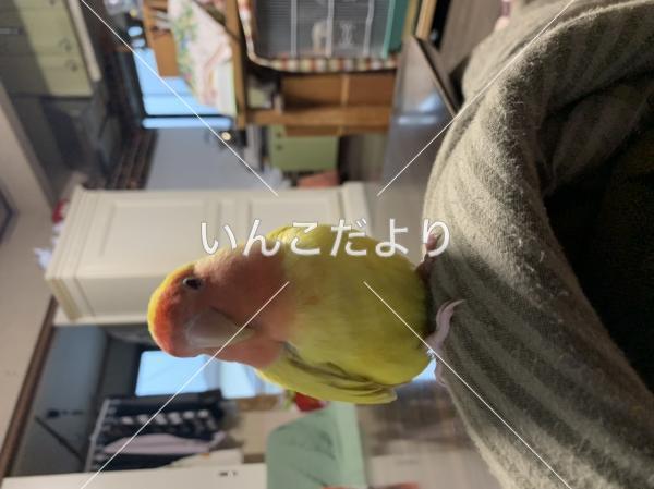 迷い鳥の写真