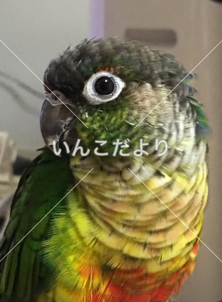 迷い鳥の写真