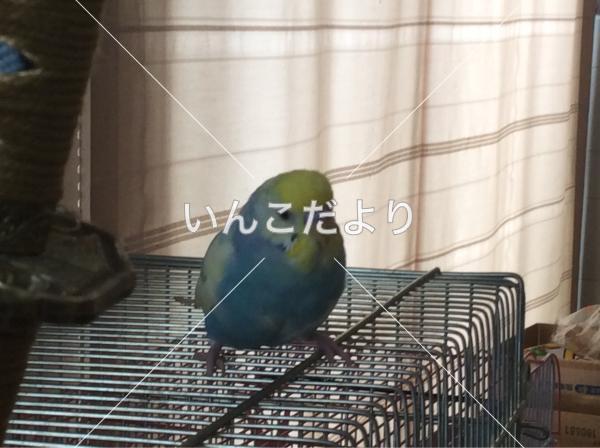 迷い鳥の写真