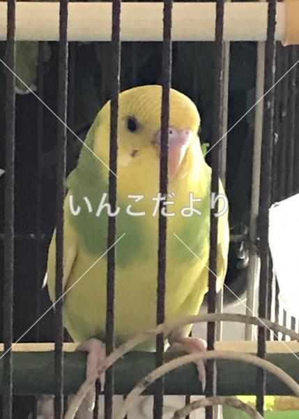 迷い鳥の写真