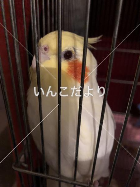 迷い鳥の写真