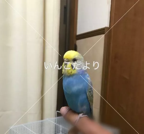 保護鳥の写真