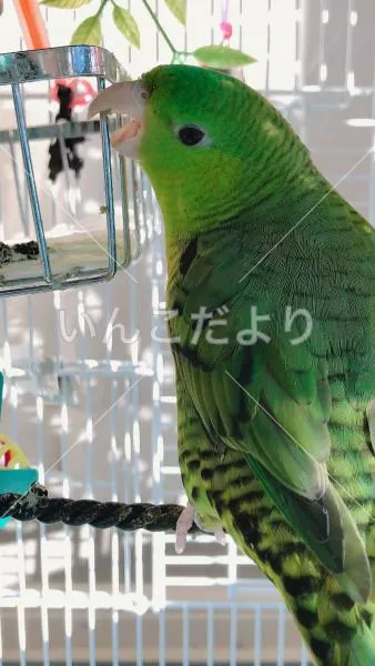 迷い鳥の写真