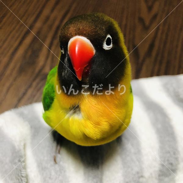 迷い鳥の写真