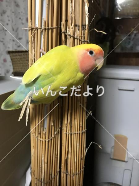 迷い鳥の写真