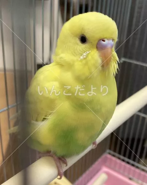保護鳥の写真