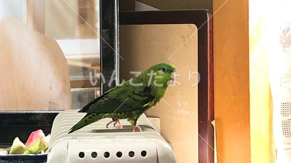 迷い鳥の写真