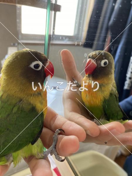 迷い鳥の写真