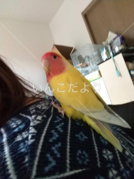 保護鳥の写真