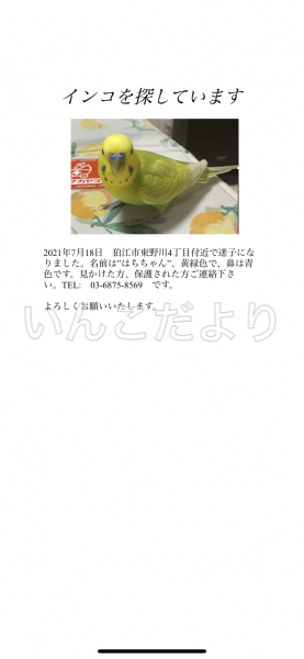 迷い鳥の写真