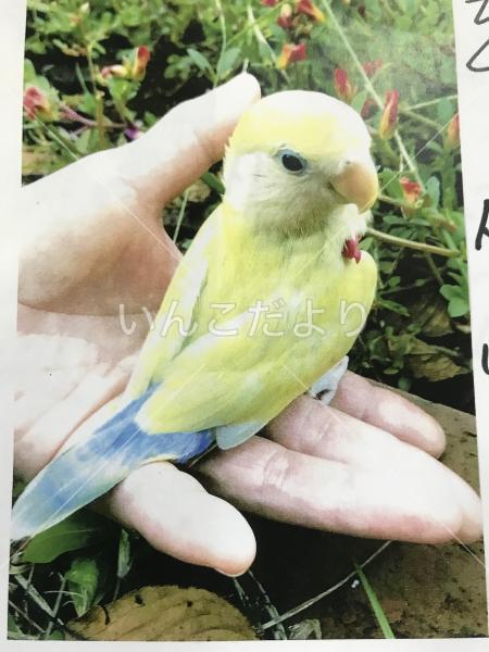 迷い鳥の写真