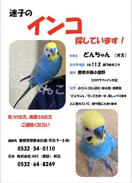迷い鳥の写真