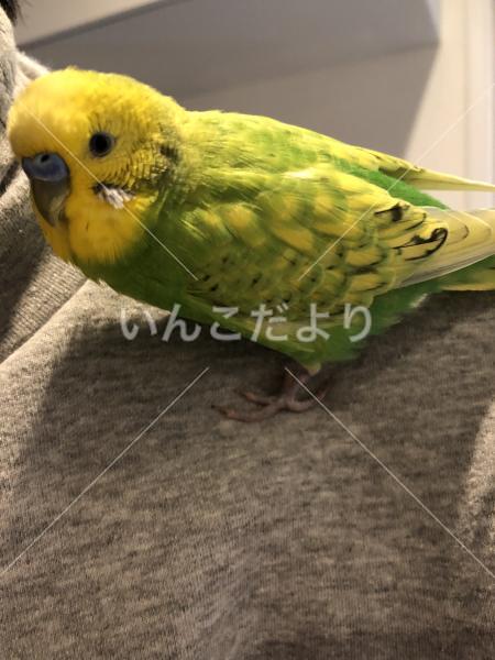 保護鳥の写真