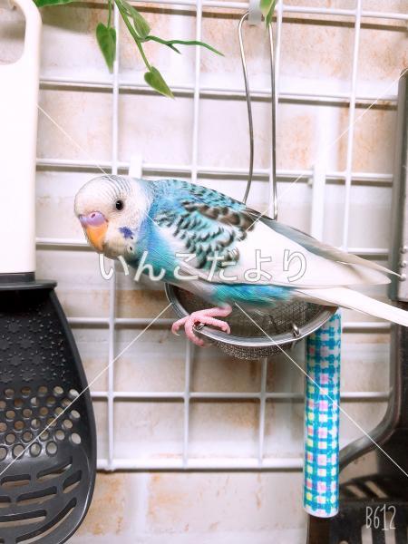 迷い鳥の写真
