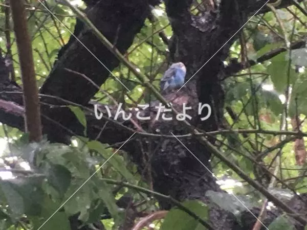 保護鳥の写真